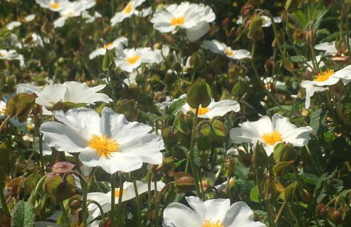 Casa "Le Rondinelle" - Foto 34