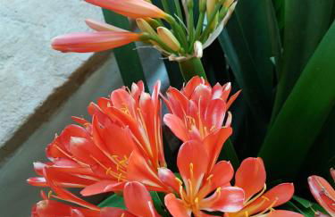 Quinta da Bizelga Cottages - Foto 34