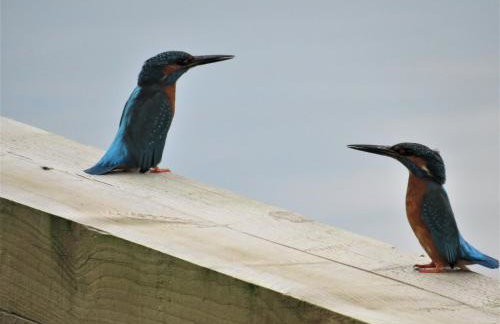 Cottage - Sleeps 3, Parking & Fishing - Foto 11