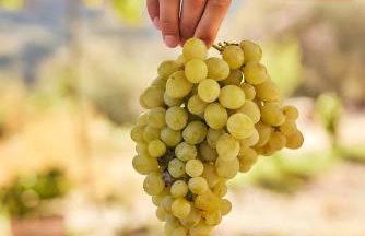 Oak Farm Traditional guesthouse - Foto 29