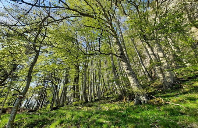 Snug Mobile Home in Toscana With Garden - Photo 36