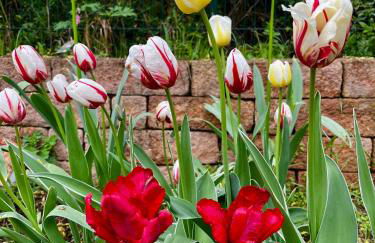 Villa L & S - Gemütliche Ferienwohnung im Grünen bei Dresden - Photo 17