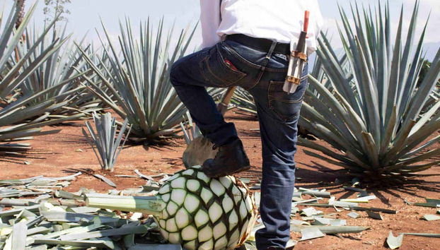 Day Trip to Tequila - Foto 5