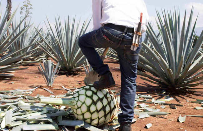 Day Trip to Tequila - Photo 5