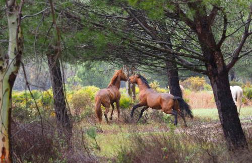 La Casa de Oti playa Mazagón vistas al mar - Foto 28