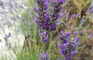 Apartman Mi - Foto 14