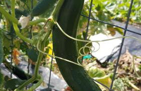 VILLA PALIOS STATHMOS - Foto 35