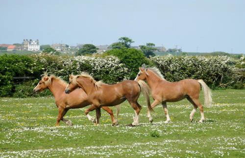Brier Dene Middle Cottage - Foto 20
