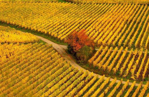 Unter den Reben - Foto 38