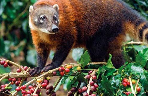 Rainforest Farm Organic Coffee Tour - Photo 1