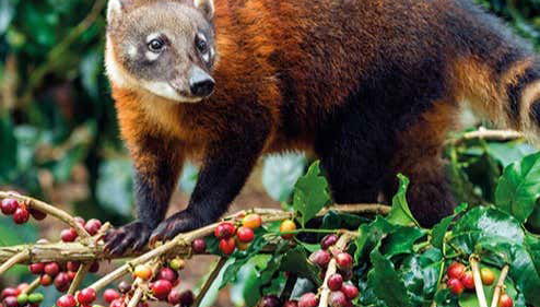 Mishajo comiendo granos de café