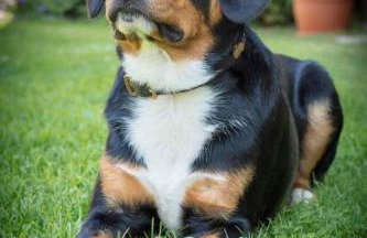 Bayerwald-Ferienhof Schmid - Foto 15