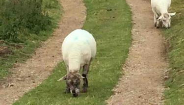 1 Bryn Tirion Uchaf - Foto 4