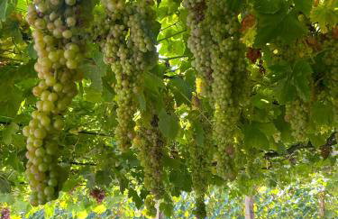 Apartment Wine Tale - Foto 37