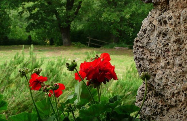 Agriturismo Colli di Travale - Foto 43