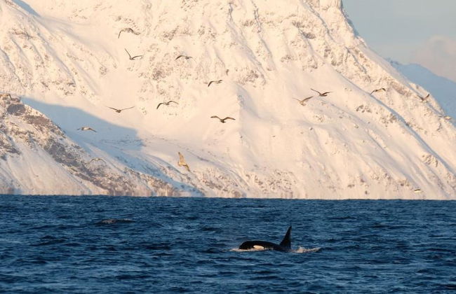 Whale Watching in the Norwegian Arctic - Full-Day Tour - Photo 1