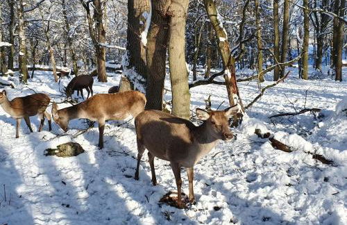 One-bedroom apartment - Foto 22