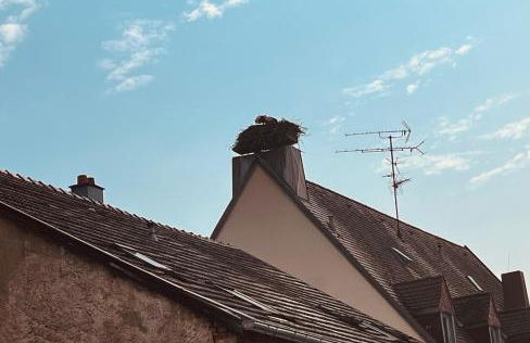 La cigogne rêveuse - Foto 6