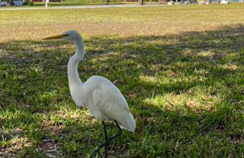 Blue Shores - Foto 39