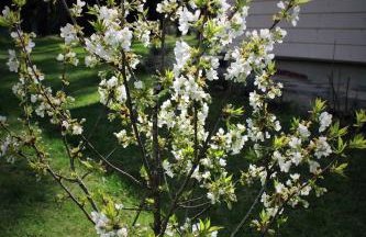 PIZUNY Dom pod dębem z balią na wyłączność - Foto 60