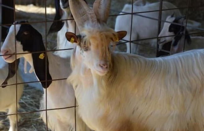 Azienda Agrituristica Caridà - Foto 41