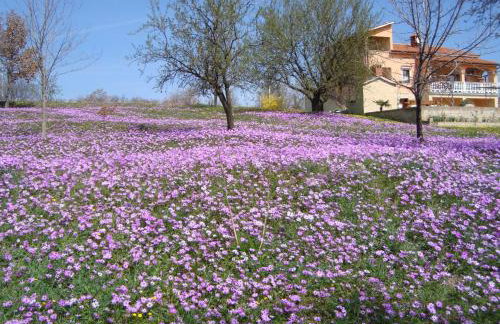 Apartments Alice Green Oasis - - Foto 43