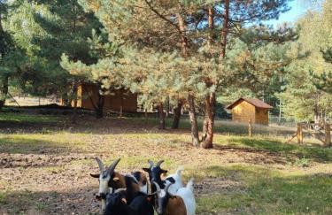 Zacisze Jurajskie - Foto 59