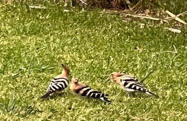 Lovely 2 Bedroom Home inside a Resort in Albufeira - Foto 32