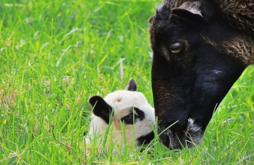 Kohala Lodge- Vacation Rental House - Foto 9