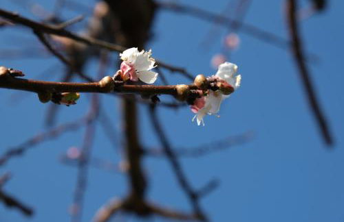 Colonna Country Home - Foto 17