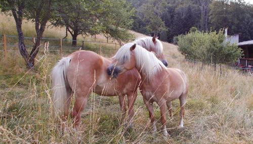 Le Gîte des Chevaliers - Foto 2