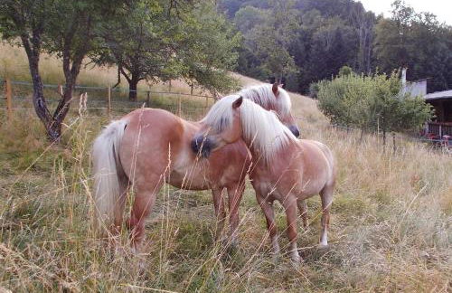 Le Gîte des Chevaliers - Foto 2