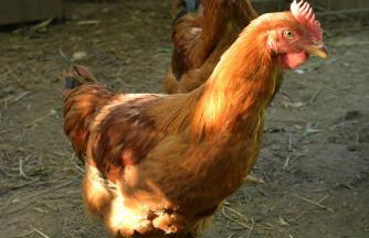 Maisonnette et gîte proches de la mer - Foto 19