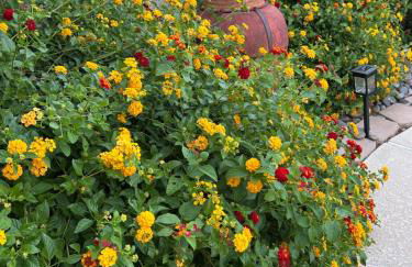 Amazing Grace Vacation Home - Foto 38