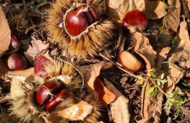 Etna panoramic villa with swimming pool - Foto 32