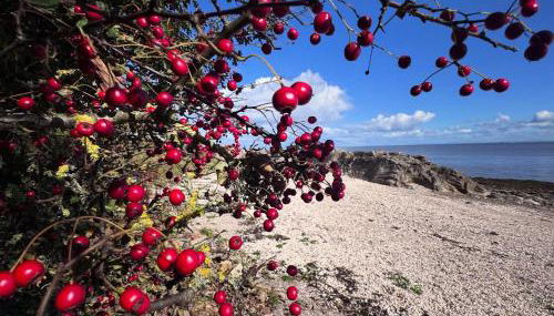 Williamsfield Cottage - Foto 5