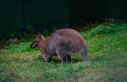 Casas Rurales Taramundi Verde - Foto 22