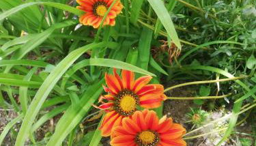 El Huertecillo - Foto 5