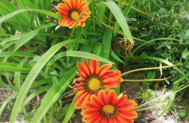 El Huertecillo - Foto 5