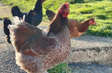 The Captain's Place - Isle of Skye - Foto 30