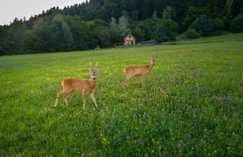 Domek Bogdanówka - Foto 9