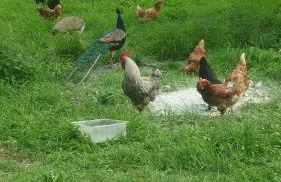 Gîte campagnard 11 personnes - Photo 29