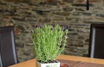 Ferienhaus Moselblick mit kostenfreien ÖPNV-Ticket - Foto 10