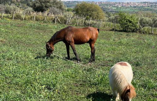 Agriturismo Manitta - Foto 21