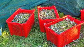 Agriturismo Podere Casalone - Foto 4, Garden view