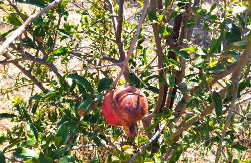 Traditional house inside Filoti, Naxos - Foto 63