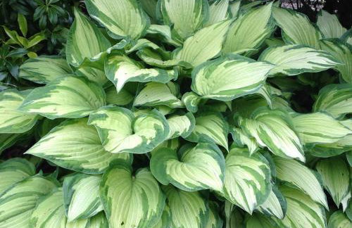 Hewletts Mill - Foto 44