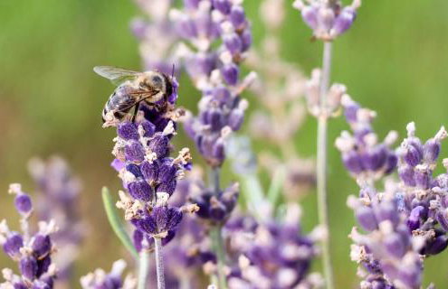 Villa Mi, Rukavac Opatija Riviera - Photo 37