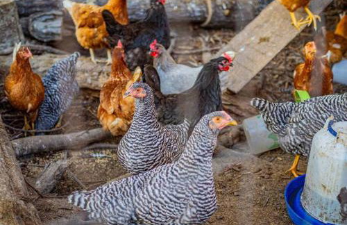 Driftwood Lodge~5 BR/7 Bath~30-acre Private Estate - Foto 45