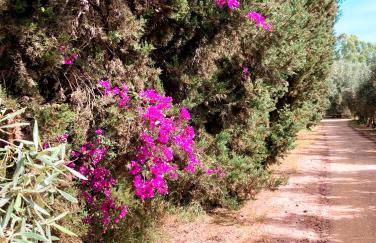 Luna&Limoni Country - Foto 43